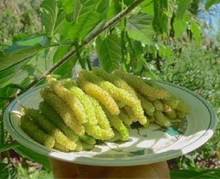 نهال توت مینیاتوری (زیگزالی)