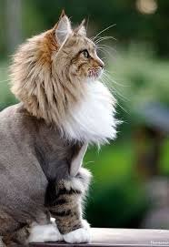 Awesome Top Strange And Unique Cat Haircuts Unique Cats Cat Haircut Cat Breeds
