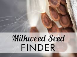 Milkweed Seed Finder California Room Bee Friendly Plants Monarch Butterfly Garden Seeds