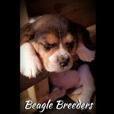 Beagle puppies avaible chris 8427 w. Home Jeffco Kennels