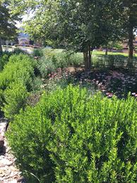 Otto luyken laurel companion plants. Native Alternatives To Overused Foundation Plants Part Ii Master Gardeners Of Northern Virginia