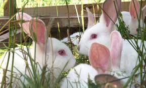 See more ideas about meat rabbits, raising rabbits, rabbit hutches. Meat Rabbits How To Cook Rabbit D Artagnan