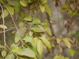 Image result for Putranjivaceae