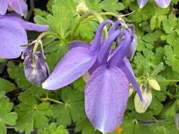 Image result for Aquilegia flabellata ministar