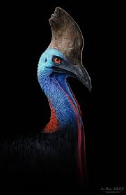 Bird On The Head Figure Of Speech Pin On Australian Birds