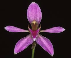 Image result for Ancistrochilus rothschildianus