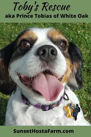 Toby In 2020 Facebook Dog Rescue Dogs Dogs