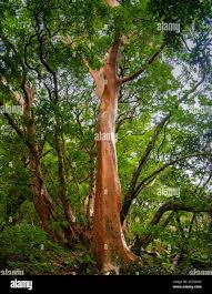 Image result for Theaceae