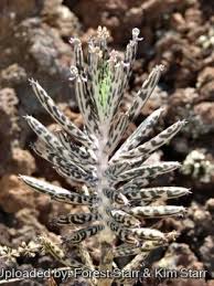 Image result for Bryophyllum tubiflorum