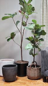 Real potted christmas trees are an increasingly popular choice to get delivered and decorate your home and garden over the festive period, and with a little care potted christmas trees can be kept year after year. Spring Repotting Choosing The Right Planters For Your Plant Babies Made By Carli