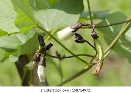 Image result for Psophocarpus