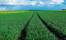 Fosfato diamónico | AEFA - Asociación Española de Fabricantes ...