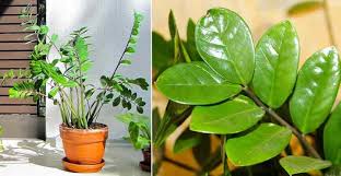 First, i am not sure i follow you all the way. Zz Plant Guide Zamioculcas Care Propagation Toxicity And More