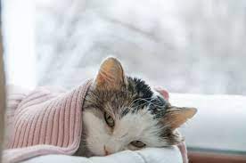6 effective home remedies for worms in cats. Cat Colds Can Cats Catch Colds What You Can Do Hillcrest Animal Hospital Bartlett Vets