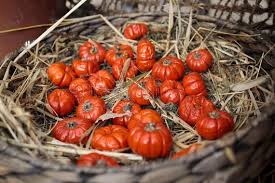 Image result for Solanum aethiopicum