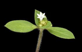 Image result for Richardia scabra