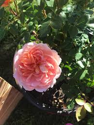 A flower of beautifully mixed shades of pink apricot and yellow giving overall the impression of rich apricot. First Bloom Da Carding Mill Roses
