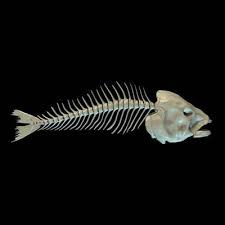 Fish Bones Animal Skeletons Fish Art Bone Art