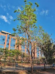 Image result for Cybistax antisyphilitica