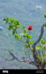 Image result for Greyia