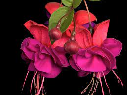 Pin On Fuchsia Flowers