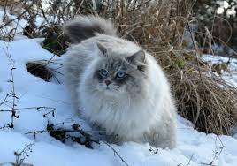 Small siberian neva masquerade kitten on white background. Polkovnik Byron Siberian Neva Masquerade Cat Photos Facebook