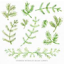 Free online downloader for any odysee video. Evergreen Watercolor Design Elements Squijoo Com