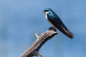 Image result for Nesaea passerinoides