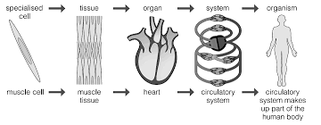 Maybe you would like to learn more about one of these? Https Www Immanuelcollege Net Wp Content Uploads 2017 10 Year 7 Science Cells Foundation Pdf