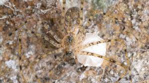 Image result for Hypolepis sparsisora