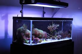 30 Gallon Tall Aquarium Dimensions 20 Gallon Aquarium Aquarium 20 Gallon Long Aquarium
