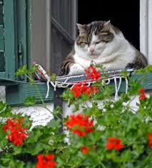 Fotografa En Uygun Cumle Sizce Nedir Cats Kedi Komik