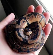 Baby Ball Python Baby Ball Python Ball Python Pet Snake