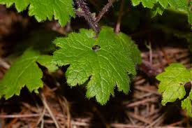 Image result for Ardisiandra wettsteinii