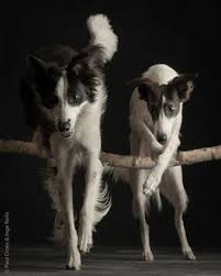 Black And White Collie Cross A Long Haired Whippet And A Whippet Border Collie Cross Jump Together Paul Croes Animals Beautiful Cute Dogs Canine Companions