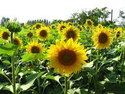 Identifying Sunflower Plants Planting Sunflowers Bonsai Plants For Sale Planting Flowers