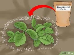 Diatomaceous earth (de) is only dangerous if used incorrectly resulting in accidental inhalation. 3 Ways To Apply Diatomaceous Earth Outdoors Wikihow
