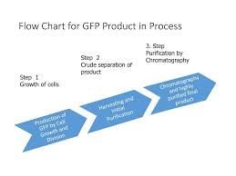 purification of green fluorescent protein ppt download