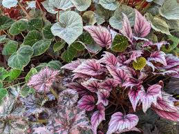 Image result for Begonia rostrata