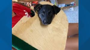 A new job is posted every minute on care.com. Trapped Puppy Ace In The Hole Gets Rescued Near San Antonio Kens5 Com