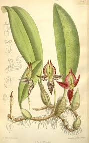 Image result for Bulbophyllum expallidum