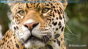 They eat variety of animals including turtles, deer and reptiles. Why Are Jaguars Endangered Lesson For Kids Video Lesson Transcript Study Com
