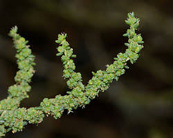 Image result for Suaeda monoica