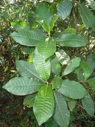Image result for Psychotria lebrunii