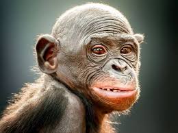 Une Autre Belle Face Un Petit Bonobo Du Zoo De Jacksonville En Floride Qui Partage 98 7 De Son Adn Avec L Etre Humain Animal Facts Primates Animals