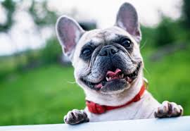 Places chelsea, alabama pet servicekennel sweet southern charm french bulldogs. Royal Empire French Bulldogs Home
