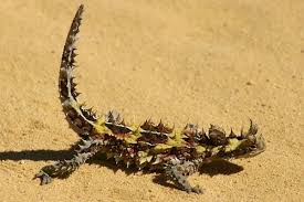 Did you know that they are small enough to be held in your hand? Desert Adaptations Flashcards Quizlet