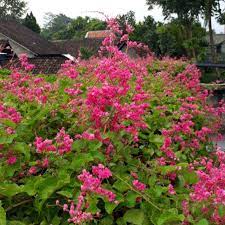 Bunga air mata pengantin atau antigonon leptopus dikenal sebagai, rantai cinta atau love vines, adalah tanaman merambat dari daerah tropis yang tumbuh cepat yang tumbuh di iklim hangat. Jual Pohon Bunga Air Mata Pengantin Tanaman Hias Rambat Tanaman Hias Rambat Bunga Air Mata Pengantin Terbaru Juni 2021 Blibli