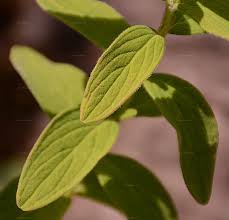 Image result for Monadenium hirsutum