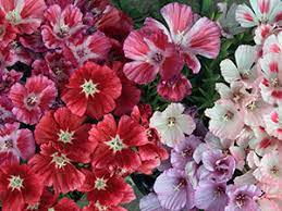 Godetia Planting And Care Growing From Seeds Photo